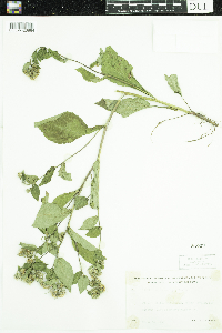 Eurybia macrophylla image