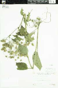 Eurybia macrophylla image