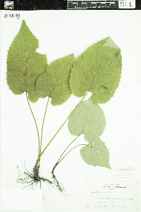 Eurybia macrophylla image