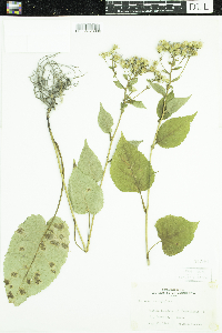 Eurybia macrophylla image