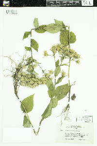 Eurybia macrophylla image