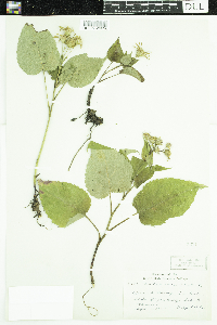 Eurybia macrophylla image