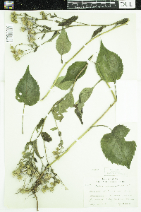 Eurybia macrophylla image