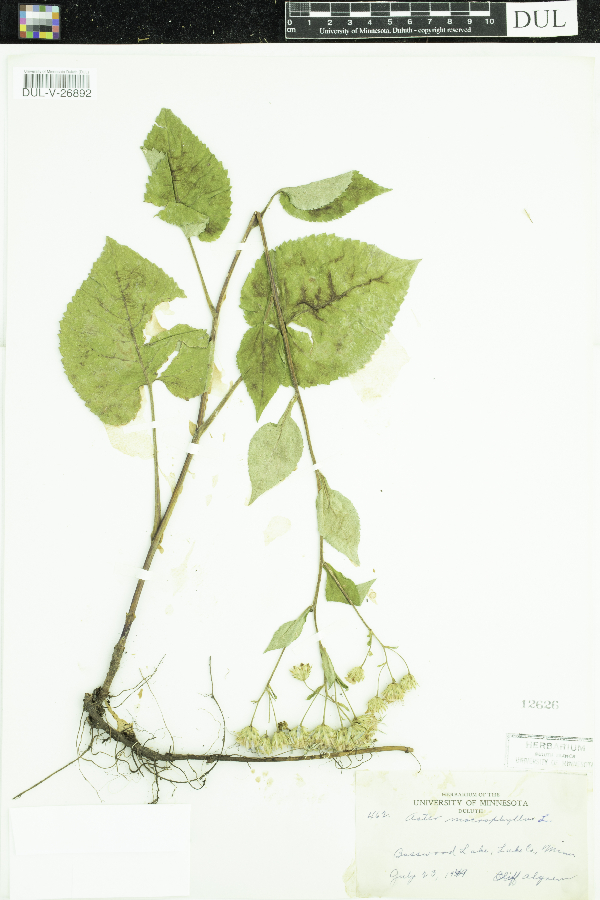 Eurybia macrophylla image