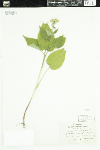 Eurybia macrophylla image