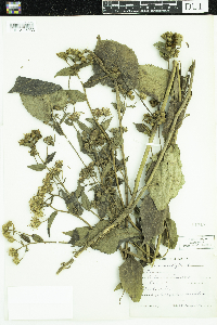 Eurybia macrophylla image