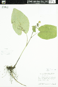 Eurybia macrophylla image