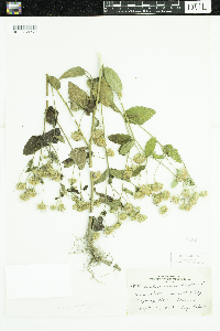 Eurybia macrophylla image