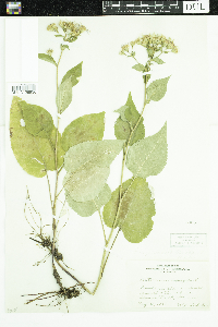Eurybia macrophylla image