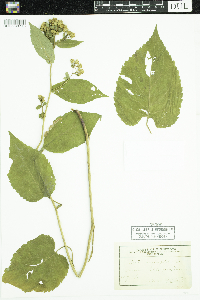 Eurybia macrophylla image
