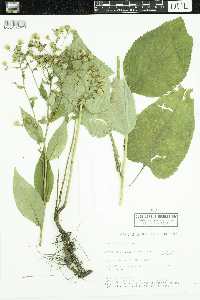 Eurybia macrophylla image