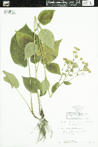 Eurybia macrophylla image