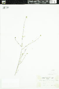 thumbnail image of current specimen