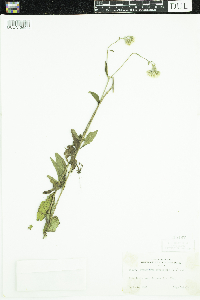 Media resource of Eupatorium leucolepis