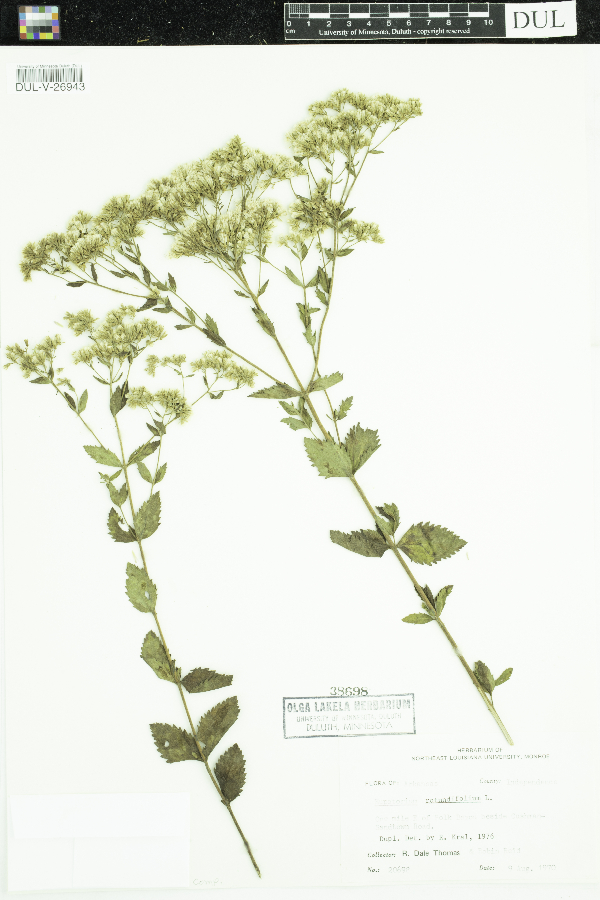 Eupatorium rotundifolium image