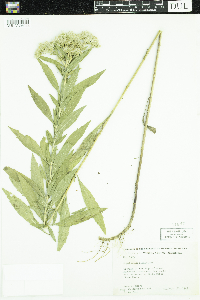 Eupatorium altissimum image