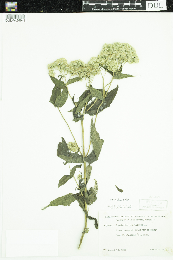 Eupatorium image