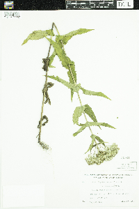 Thumbnail image of current specimen