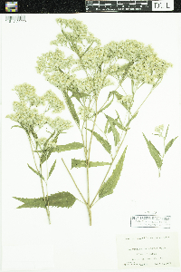 Eupatorium serotinum image