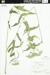 Thumbnail image of current specimen