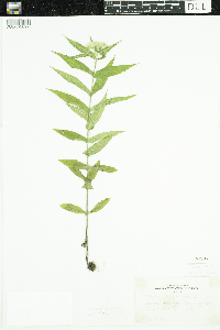 Eupatorium perfoliatum image