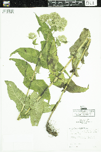 Eupatorium perfoliatum image