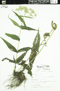 Eupatorium perfoliatum image