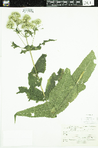 Eupatorium perfoliatum image