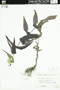 Eupatorium perfoliatum image