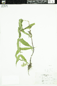 Eupatorium perfoliatum image