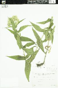 Eupatorium perfoliatum image