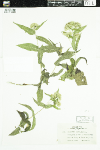 Eupatorium perfoliatum image