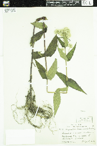 Eupatorium perfoliatum image