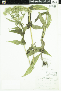 Eupatorium perfoliatum image