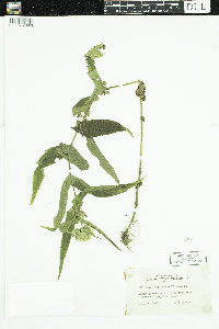 Eupatorium perfoliatum image