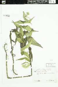 Eupatorium perfoliatum image