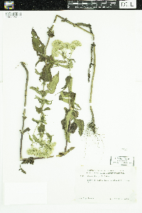 Eupatorium perfoliatum image