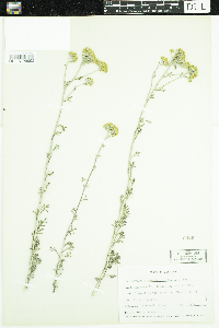Eriophyllum confertiflorum image