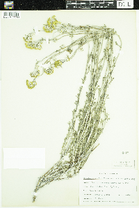 Eriophyllum confertiflorum image