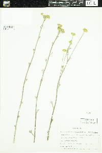 Eriophyllum confertiflorum image