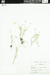 Image of Erigeron hyssopifolius