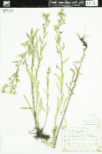 Erigeron acris image