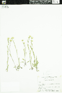 Erigeron elatus image