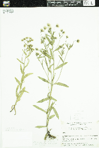 Erigeron acris image