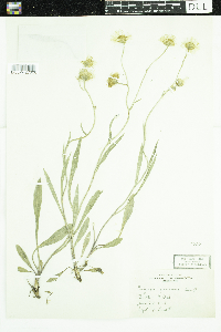 Erigeron glabellus var. pubescens image