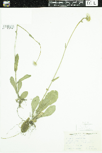 Erigeron pulchellus image