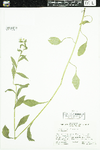 Erigeron pulchellus image