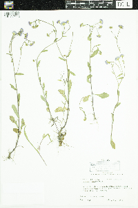 Thumbnail image of current specimen