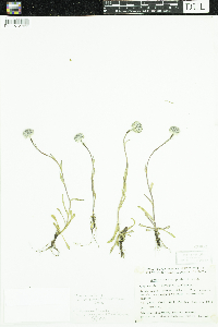 Erigeron uniflorus image