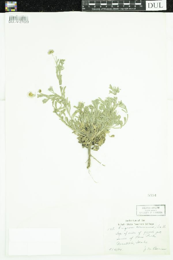 Erigeron concinnus image